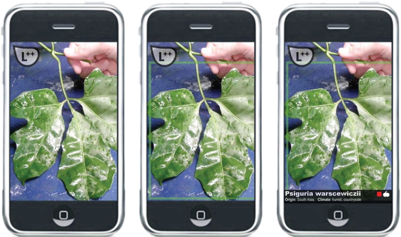 Leaf++, 2011, FakePress Publishing. Augmented Reality and leaves. Image courtesy of the authors.